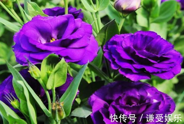 1种花,人称“洋玫瑰”,比玫瑰美,比绿萝好养,一年四季都开花