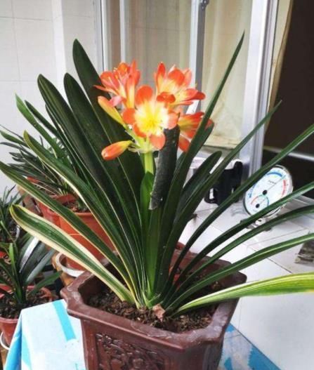 家里“2种垃圾”别丢了,用来养君子兰,叶片花苞嗖嗖长