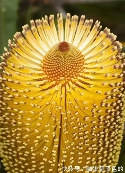 奇花|奇花、奇花、奇花、罕见奇花,赶快打开欣赏吧