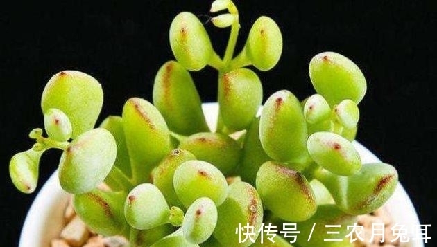 基质|多肉植物达摩福娘的扦插繁殖方法