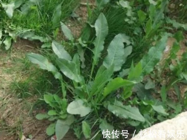 野菠菜|农民这种野草，过去用来喂猪，如今卖到20一斤，人称“野菠菜”