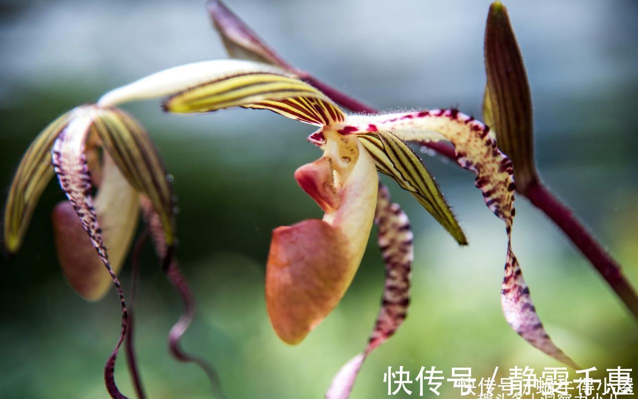 想让兰花早发芽,这“三位置”留点水,催出一圈苞,绽放层叠群兰