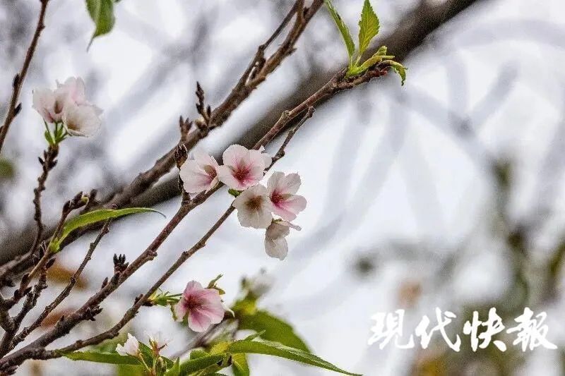 玄武湖|秋日胜春朝！春秋两季花都开了