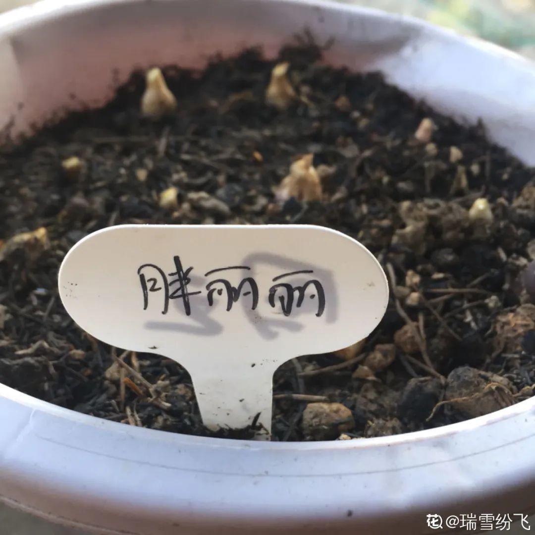 棒棒糖|从养花大神家，偷来3个爆花技巧，快学，24小时后删