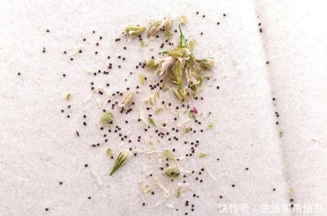 特欠剪的花,越剪越好看,花开不断!特欠剪的花,越剪越好看,花开不断!