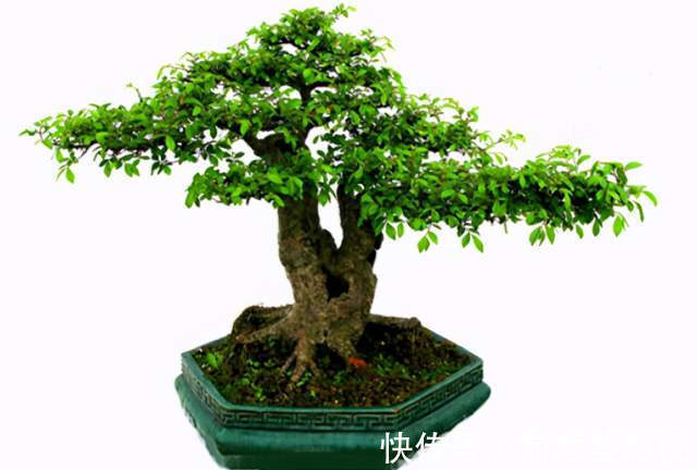 阳台再小，也能养3种树，小盆就能养，个个都是“传家宝”