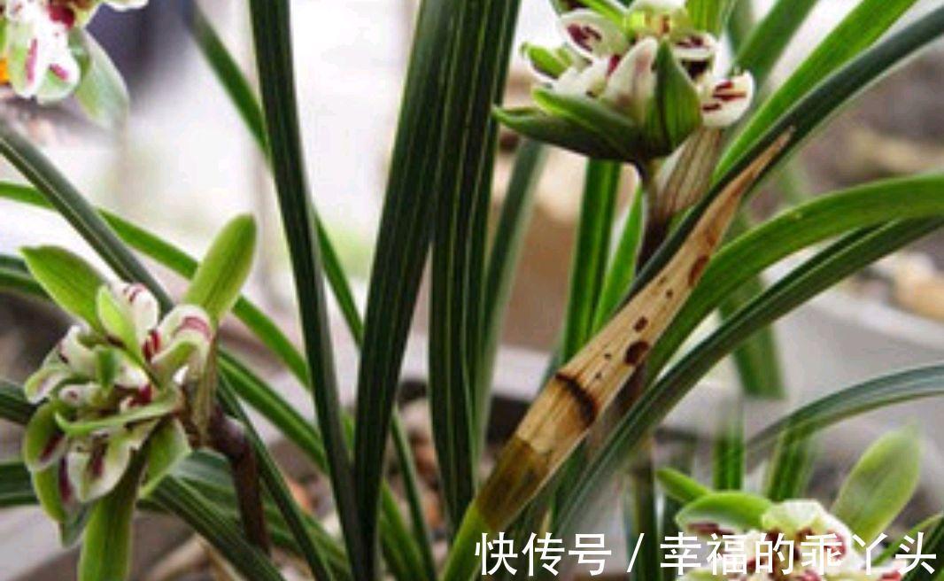 兰花要想香,冬季养护很重要,该怎样养护