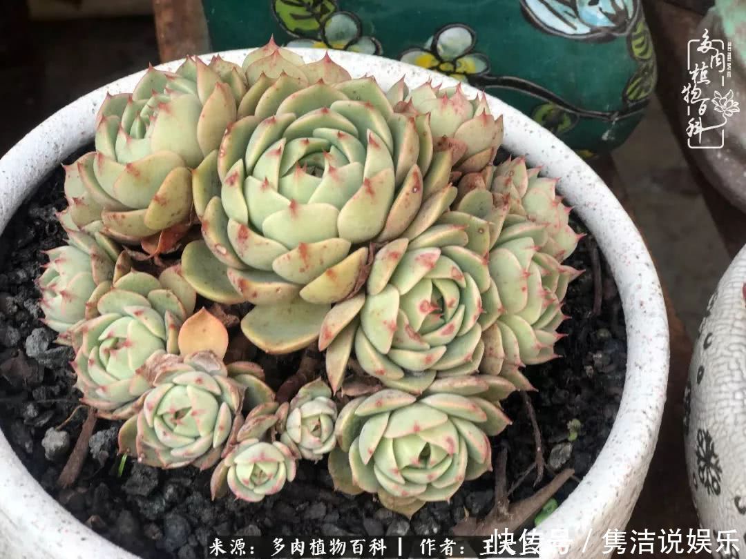 多肉遇上枯木木花盆，姑娘自己造！