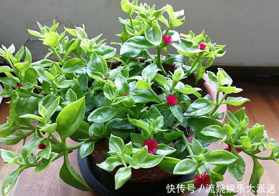 阳台|最“好吃”的开花盆栽,花可赏叶可吃,扔阳台就爆盆,想吃就摘