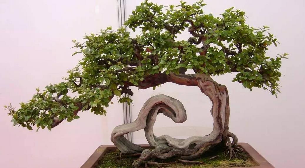 盆栽|该怎么将植物“矮化”，有什么好处？