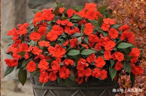 过年这种壳别扔,都是养花宝贝,养啥花都爆盆,比花肥还厉害