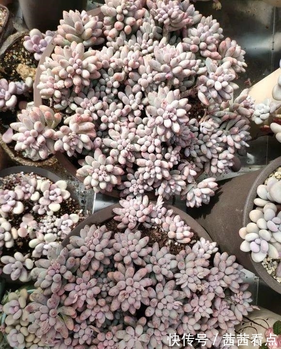 张大姐养多肉, 连屋顶也不放过, 8年种了3万棵!