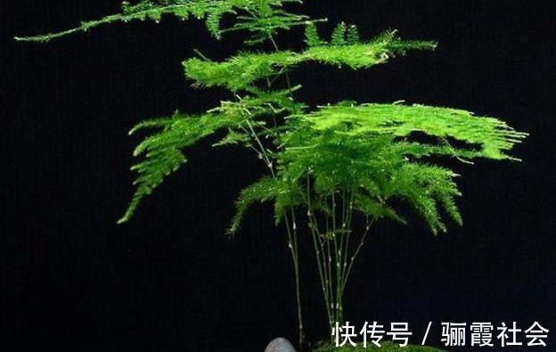 文竹养不好,是因为有“4怕”,不及时纠正,叶片就会发黄