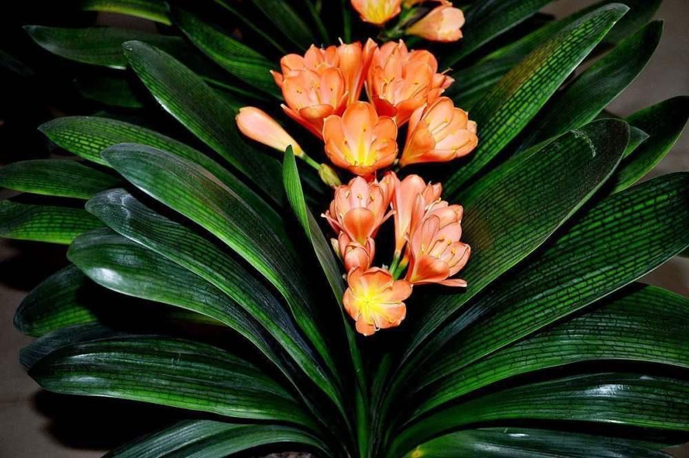 君子兰、蟹爪兰钟爱的这种水,冬天来一杯,花苞爆增