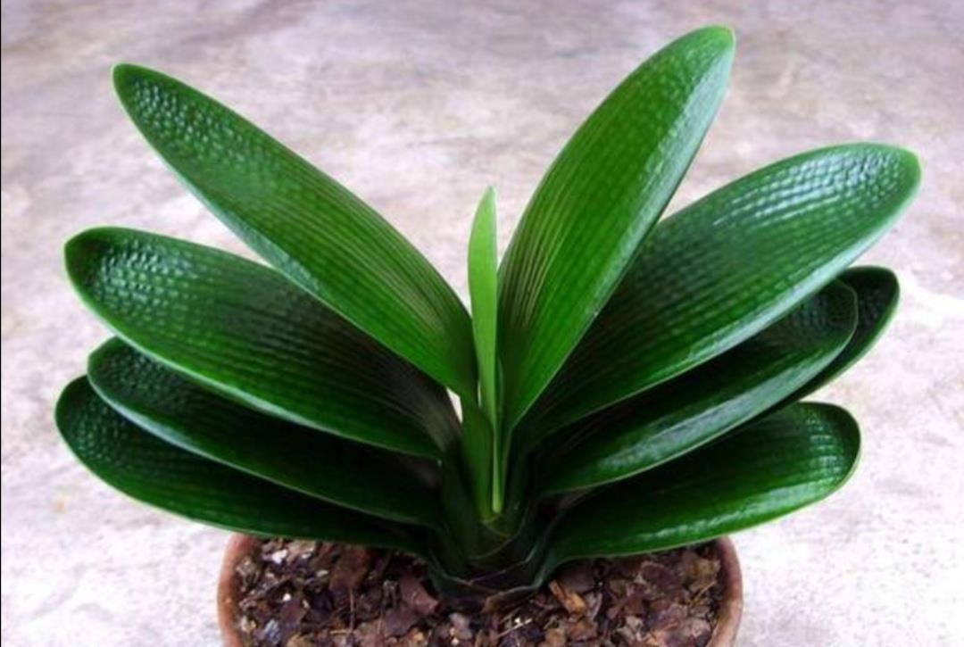旺盛|君子兰叶子瘦小,不长新叶,4个方面多注意,很快恢复旺盛
