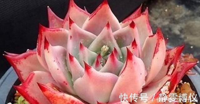 多肉|冬天多肉看起来无精打采浇水时注意5点，棵棵精神饱满