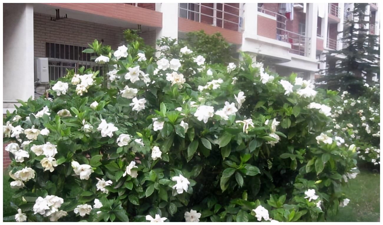 夏天|4种漂亮花，夏天就怕缺水，缺一次黄一次，天天浇水也不嫌多