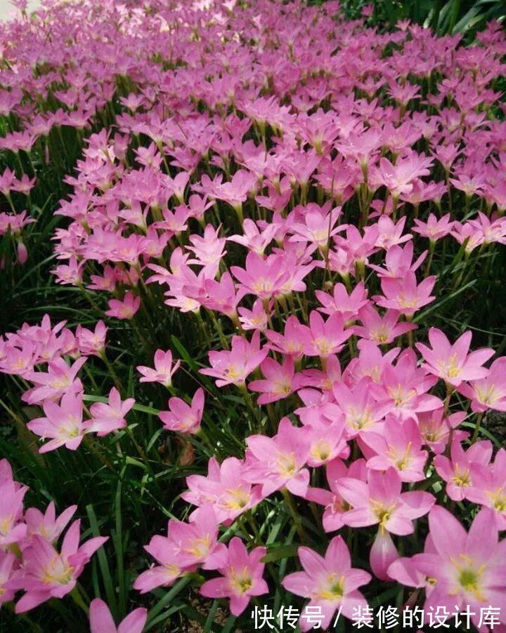 芦荟|8种花像“老母猪”,种一棵,生一窝,多得没地方养