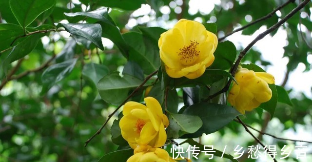 你的院子还有位置吗养“金花茶”吧,花色喜庆,具有营养价值!