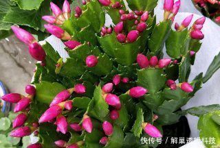 养分|家家都有的垃圾,抓一把掺盆里,养花十年不烂根,开花爆盆挡不住