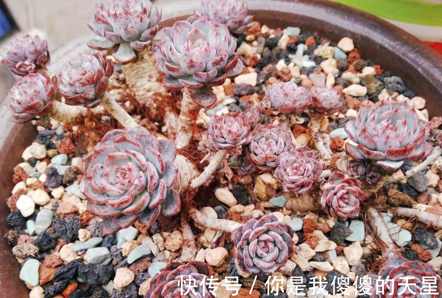 放在楼顶的多肉虽有轻微冻伤,但问题不大,目前依然还在坚持露养