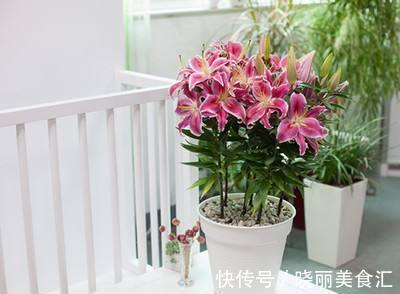 发黄|百合花叶子要是发黄了怎么办