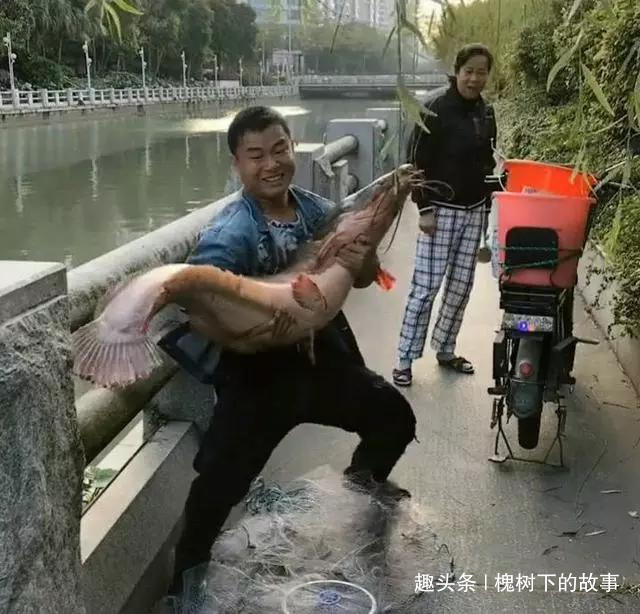 古城护城河潜伏一二十年,长成几十斤鱼王,被小伙射中捞起