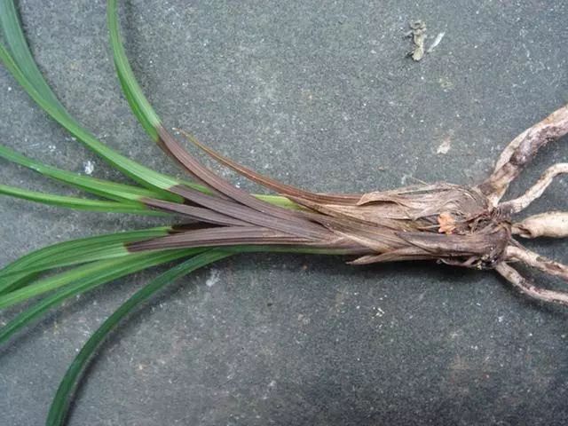 自制养花杀菌水,7天浇一勺,虫子全死光,再也不黄叶!