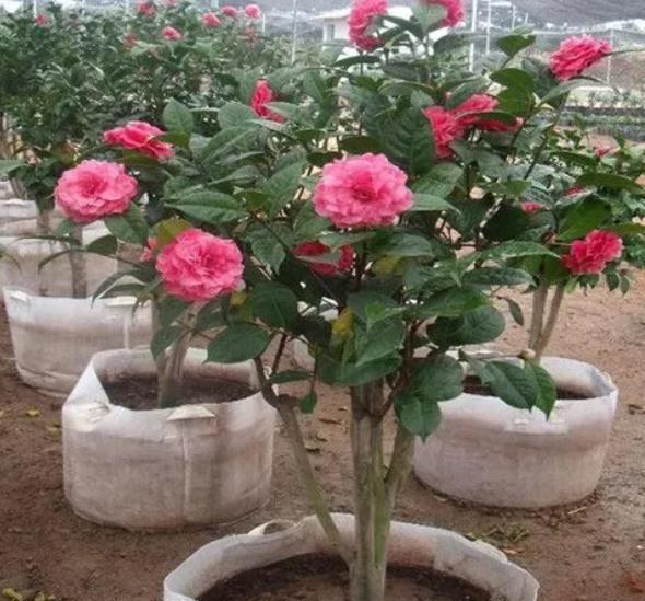 秋冬茶花有“3怕”，掌握不当难开花，避开了花大色艳，开满枝头