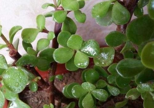 金枝玉叶怎么浇水？需要注意什么？