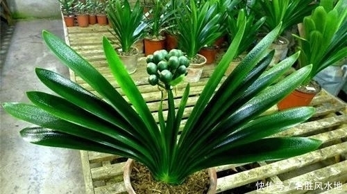 最厉害的养花营养液给君子兰喝一勺,叶子挺拔如折扇,花开不停