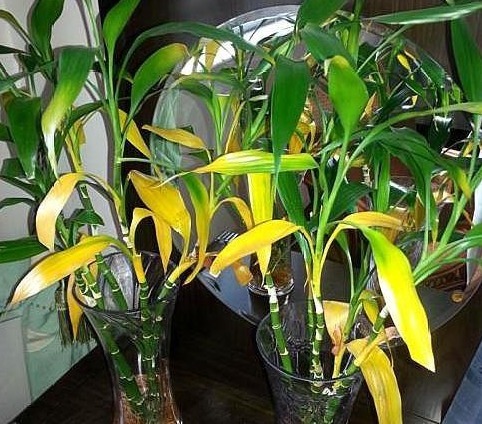 药片|富贵竹一黄叶就死赶紧用这“2种药”,养上10天,绿芽冒不停!