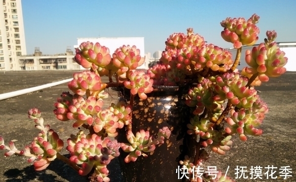 多肉植物|多肉乙女心,天暖盆栽时多晒太阳、适量低温才能让叶子越长越美