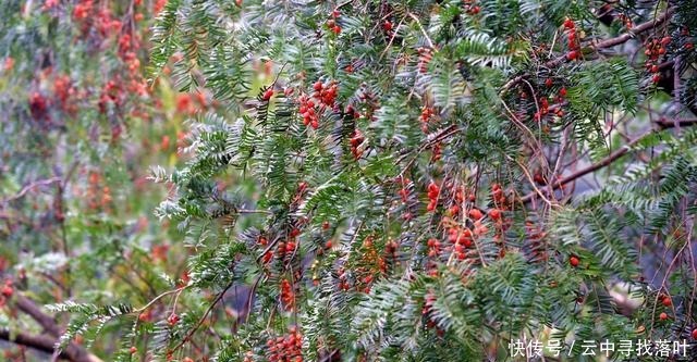 湖南邵阳绥宁一棵百年红豆杉，结满果实，当地人称为“一树红”