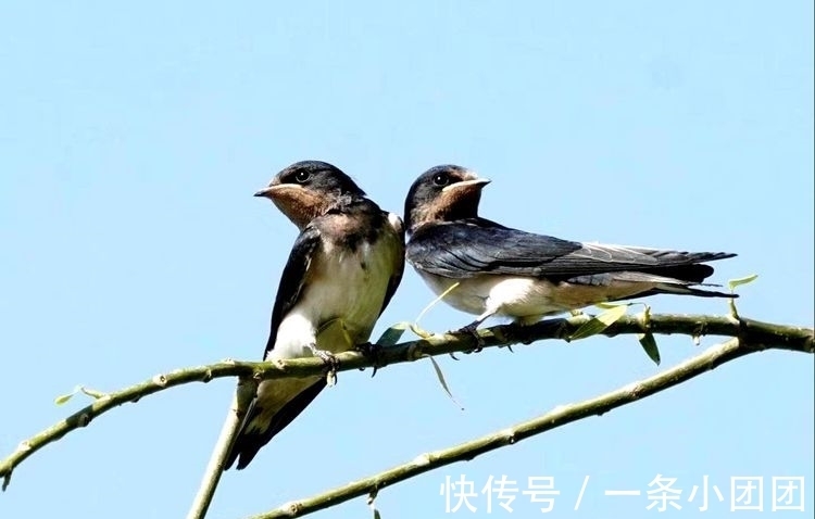 双飞燕@双飞燕，苦乐一生美（诗词六首）