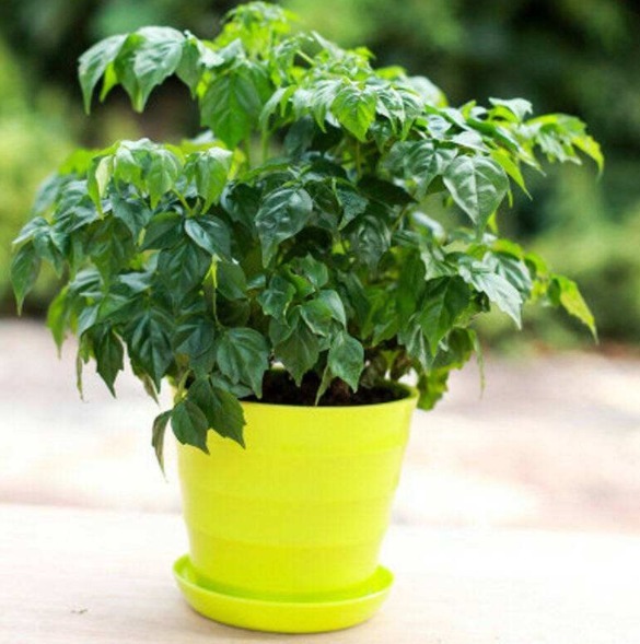 三种”招财花“不要买仍在盆中就成活,一星期就可生根!