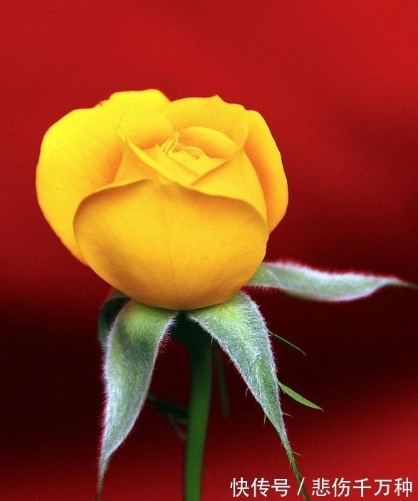 生属兔|这4大生肖将在下周被财神点名,财运滚滚,事业步步高升