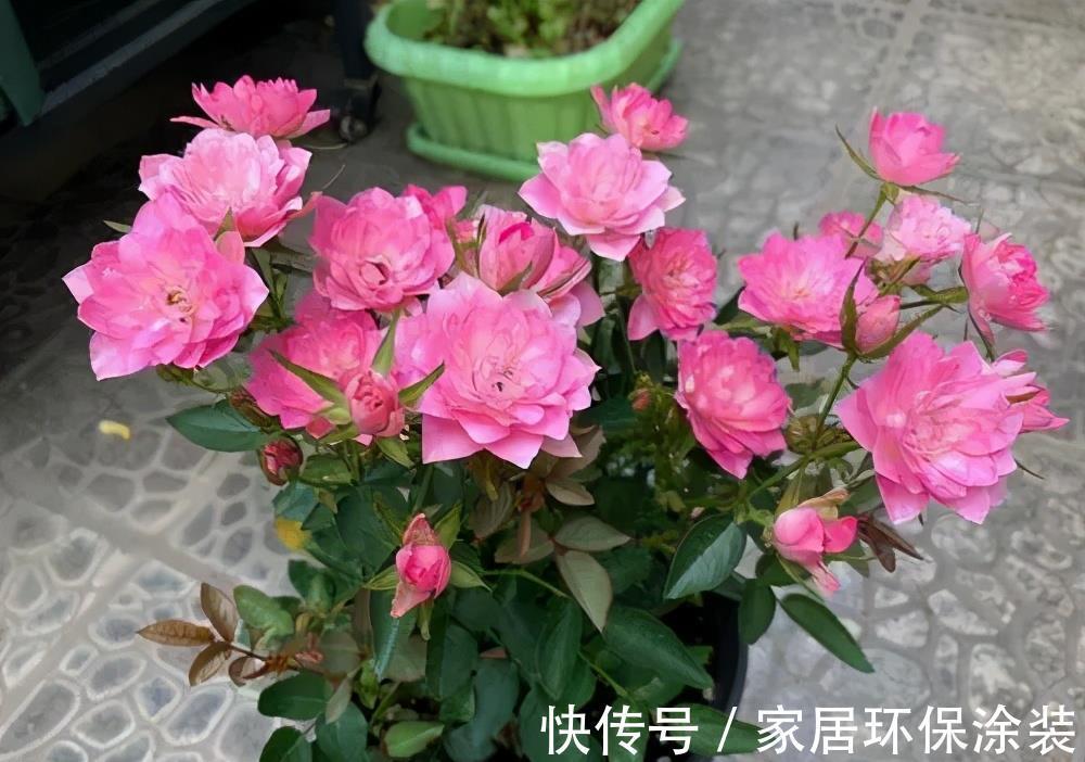 小便宜|7月买花,遇到4种情况,再喜欢也别买,养不活,都是商家的智商税