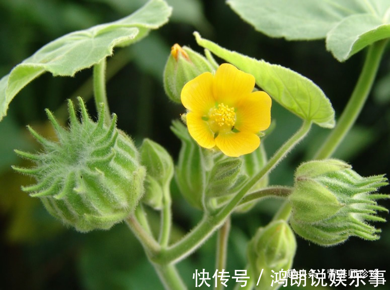 磨盘草|若你在家乡有幸见到它们，请好好珍惜，药用价值极高，可遇不可求