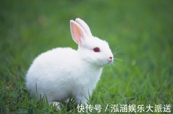 属兔|今年下半年，“生肖兔”别抛弃2个人，他们将陪伴你一生！