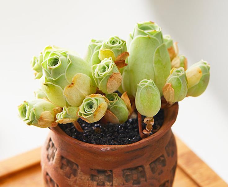 天热|此款多肉叶子像玫瑰花,高贵漂亮,满足5点养成老桩,格外讨喜