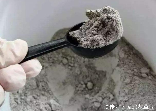 溶液|“君子兰”若总是烂根，不如用点“3种溶液”，根系长得更健康