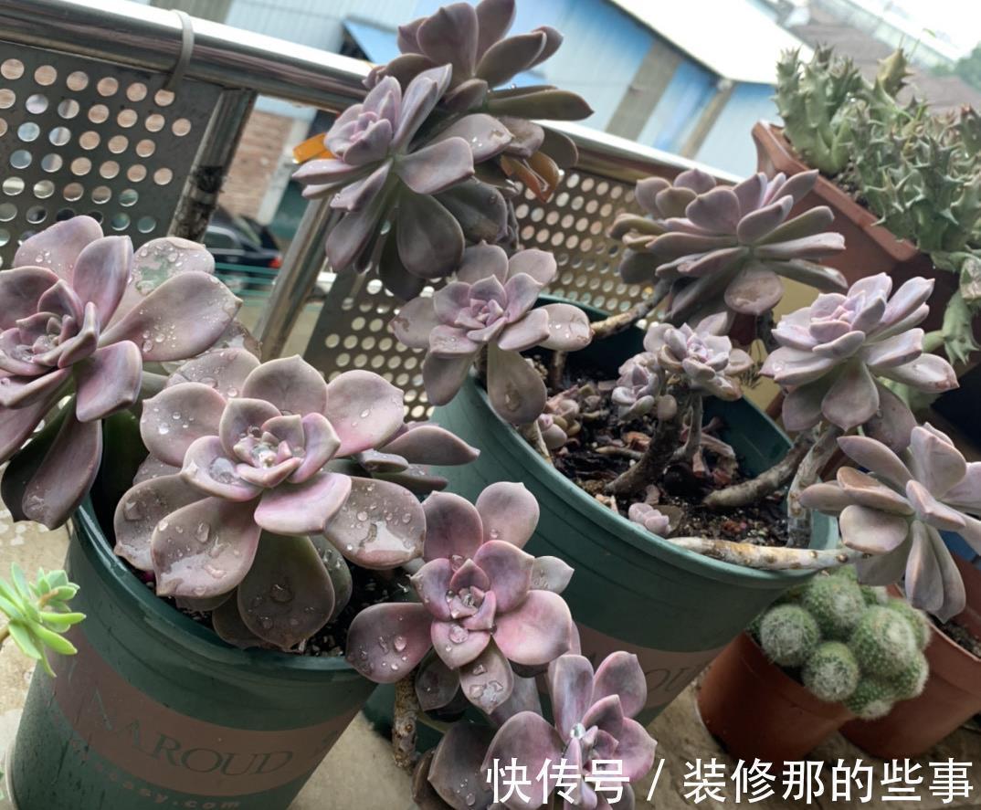 养好多肉紫乐,有2个简单的方法,颜色更漂亮,变多头老桩