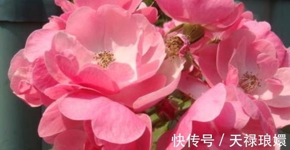 戌年|生于3个时辰的属狗人,命好到老天爷都嫉妒,看看你家有吗?