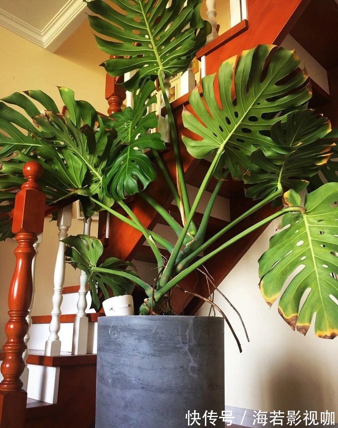 龟背竹|30年的芦荟，20年的龟背竹，硬生生把花养成了树！