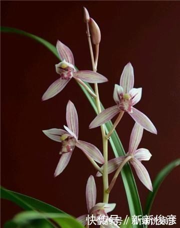 兰花“病央央”,教你几招,瞬间恢复生机,开花多多