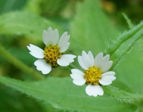  牛膝菊|国外泛滥成灾，到国内却成美食，吃火锅离不开，还要人工栽种