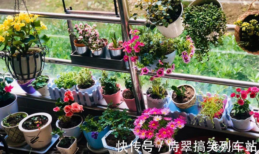 阳台党的烦恼，没有院子，只能挖空心思养花
