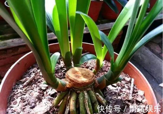 养自己的君子兰,叶子不规则,学会这几招,开花更多