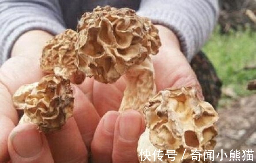 大伯|山地里长出“干珊瑚”,治愈恶性肿瘤千金难买,还可抑制肥胖